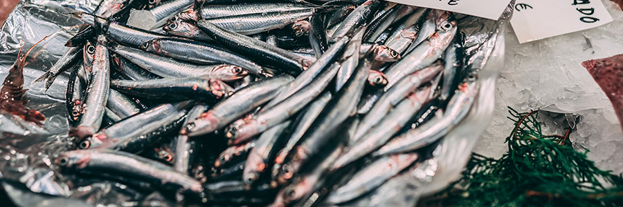 Can dogs eat anchovies?