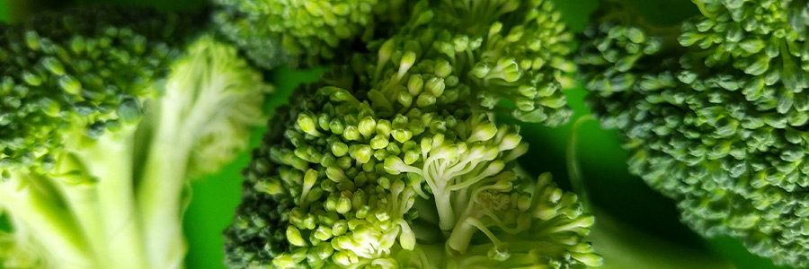 Can dogs eat broccoli?