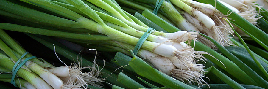 Can dogs eat leek?