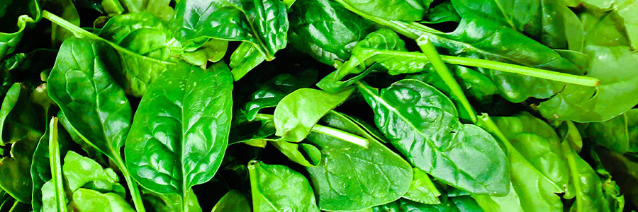 Can dogs eat spinach?