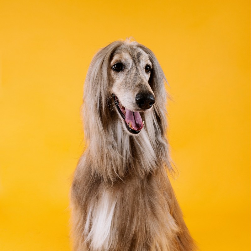 An Afghan Hound outdoors An Afghan Hound outdoors