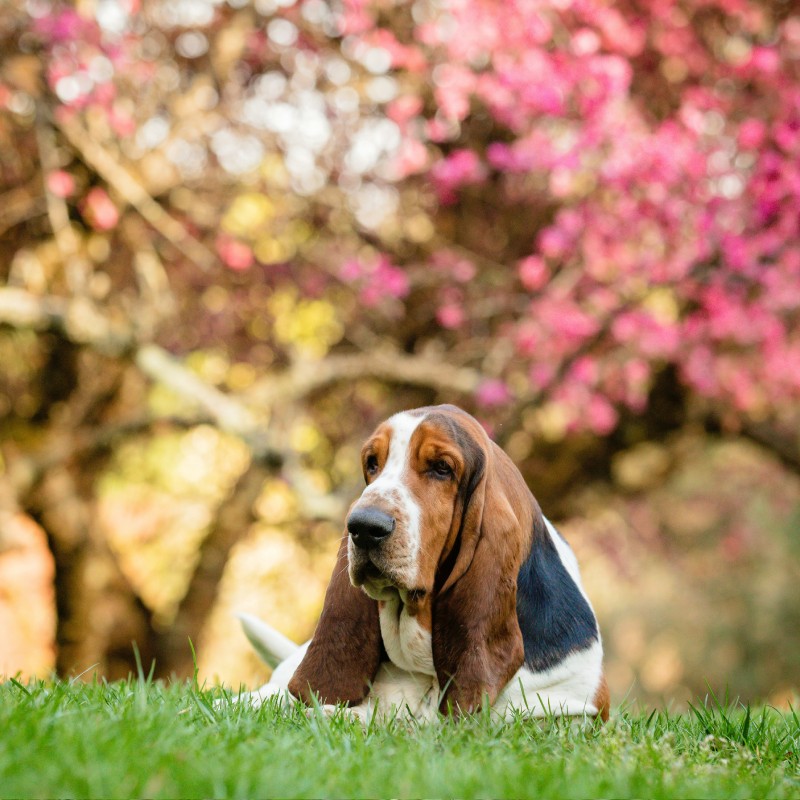 A Basset Hound outdoors