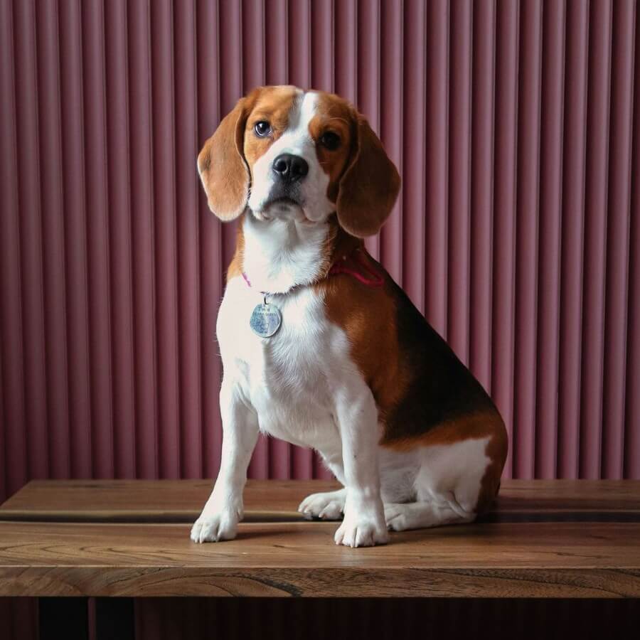 A Beagle outdoors A Beagle outdoors