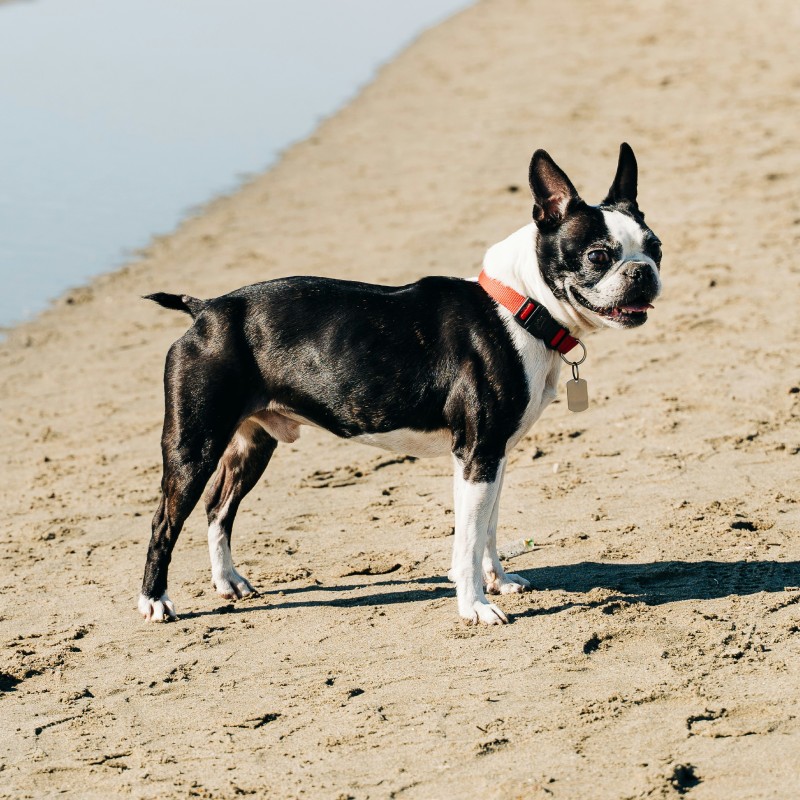 A Boston Terrier outdoors A Boston Terrier outdoors