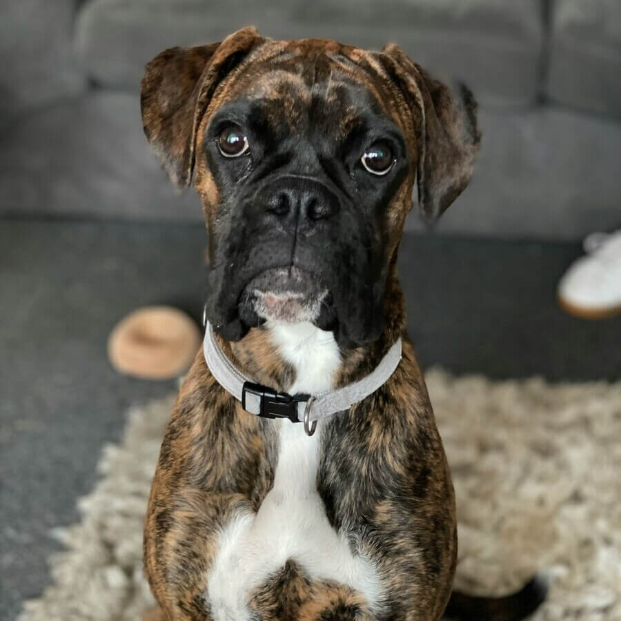 A Boxer dog outdoors