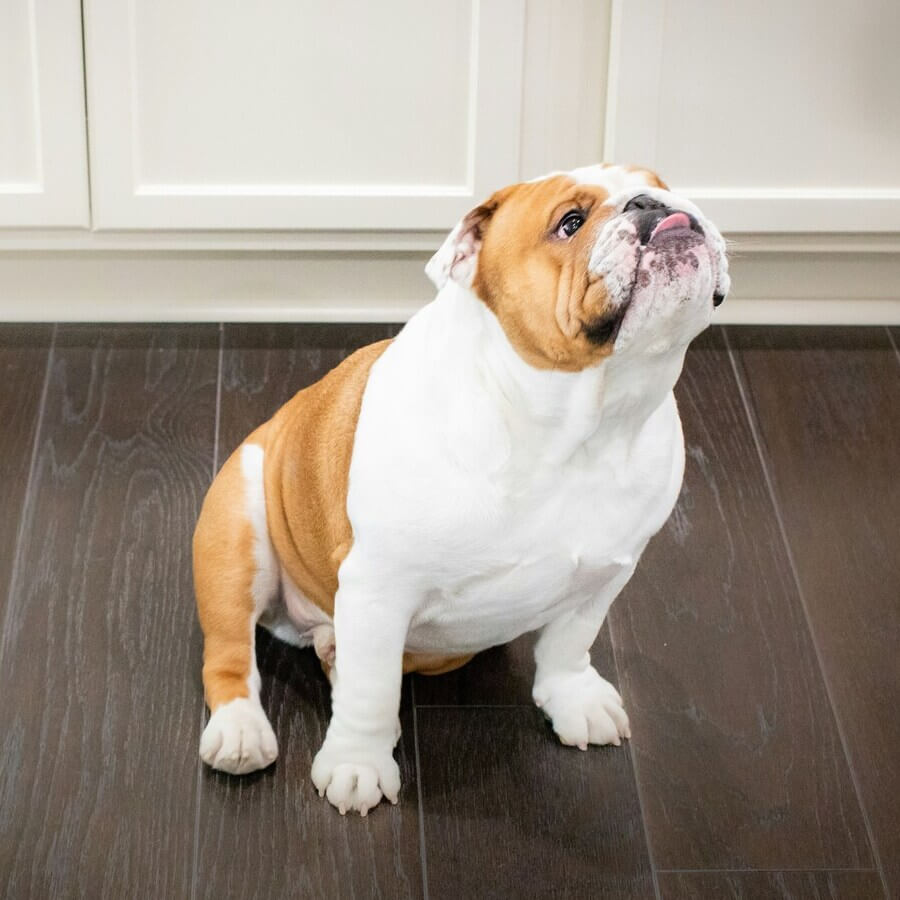 An English Bulldog outdoors