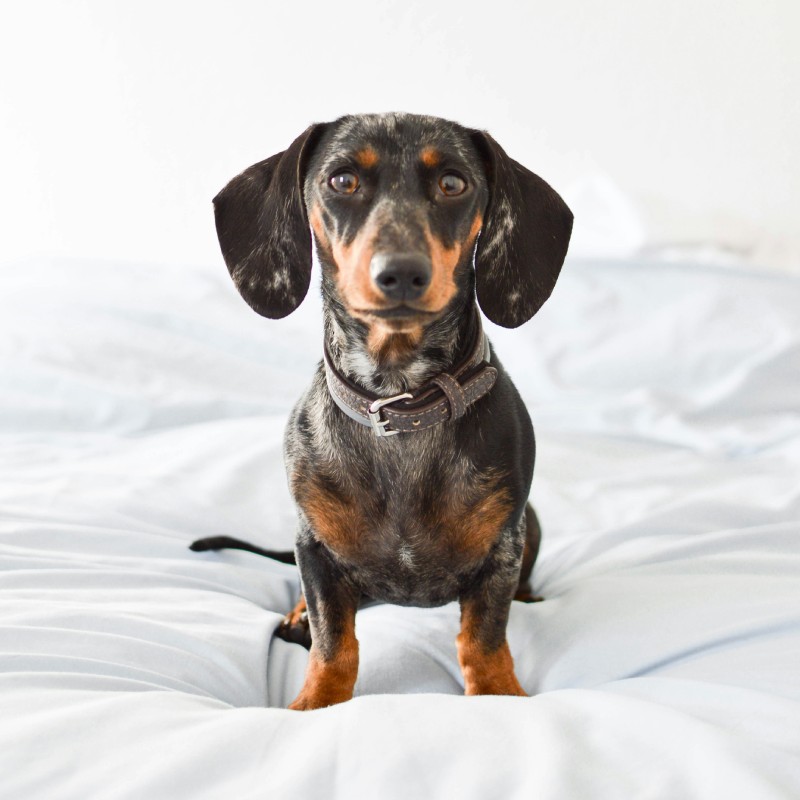 A Dachshund outdoors