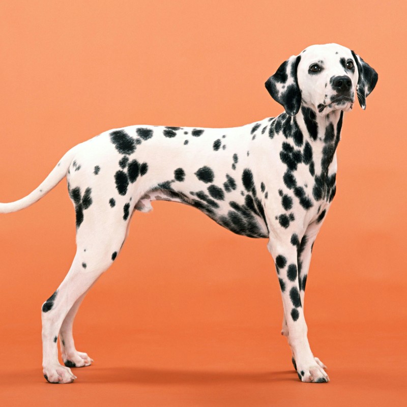 A Dalmatian outdoors A Dalmatian outdoors