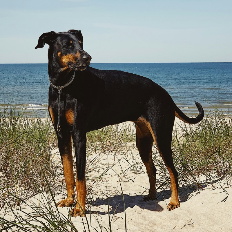 A Doberman Pinscher outdoors A Doberman Pinscher outdoors