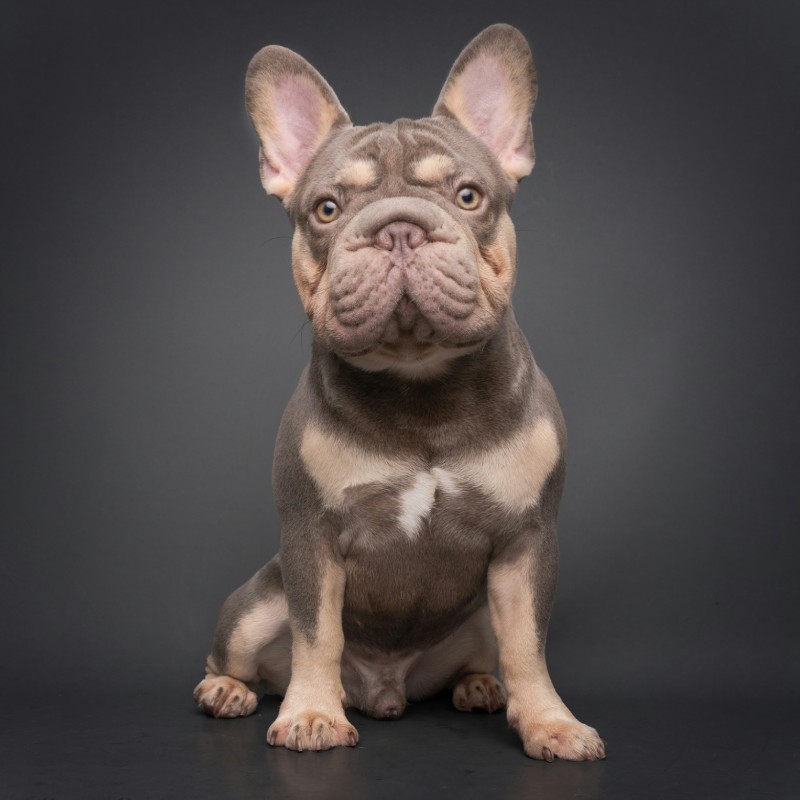 A French Bulldog sitting in a studio portrait