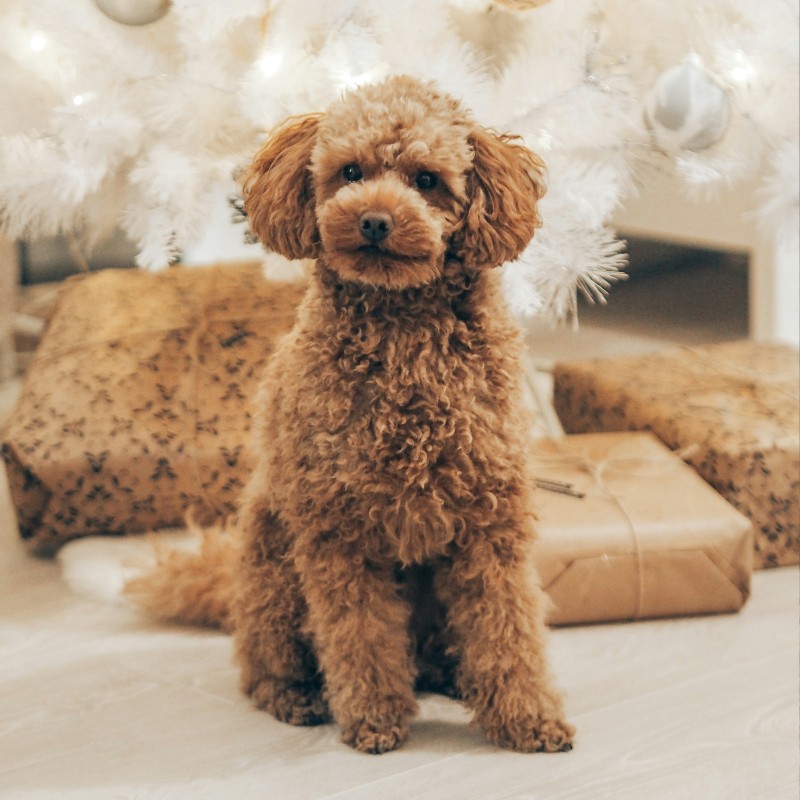 An apricot Poodle sitting indoors