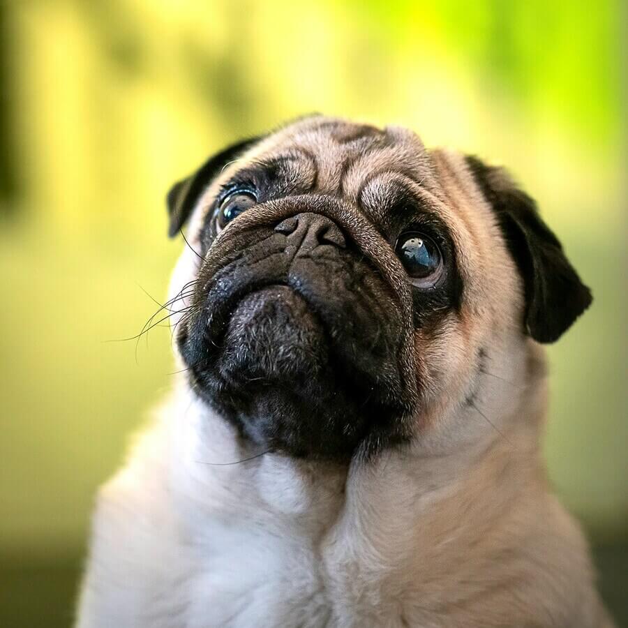 A Pug outdoors