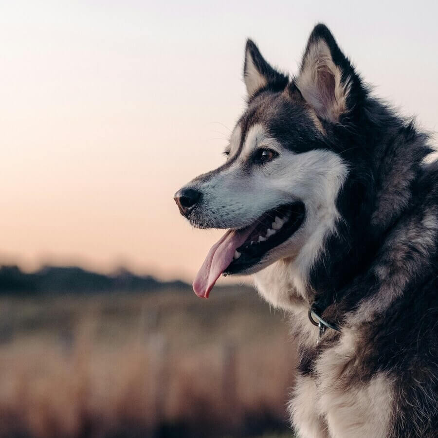 A Siberian Husky outdoors