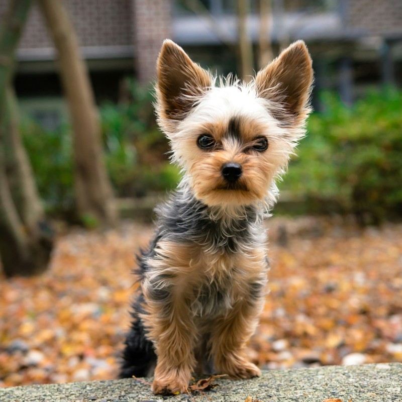 A Yorkshire Terrier outdoors A Yorkshire Terrier outdoors