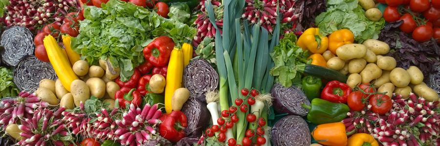 What vegetables can dogs eat?